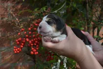 Comprar Beagle Cachorros  Beagle