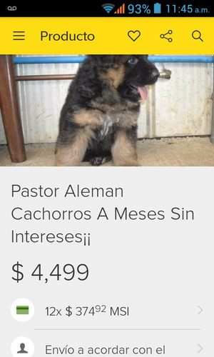 Pastor Alemán Tiene 3 Meses Vacunado Muy Lindo Perro Gugueto