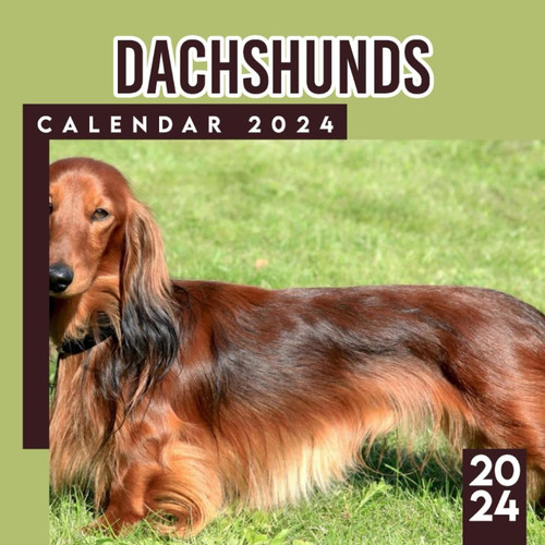 Livro: Dachshunds De Cabelos Compridos Calendário 2024: Cal