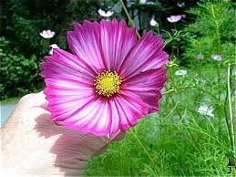 Cosmos Candy Stripe-  Flor - Sementes Para Mudas