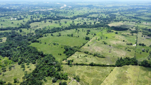 Imagen 7 de 16 de Finca Ganadera En Coloncito Excelente Tierras
