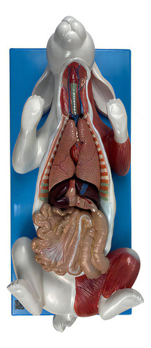 Anatomia Do Coelho Com 9 Peças Em Placa