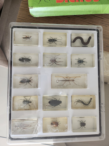 Colección De 14 Bichos Encapsulados En Resina
