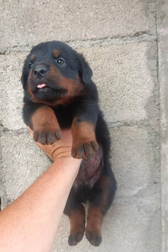 Cachorros Rottweiler 