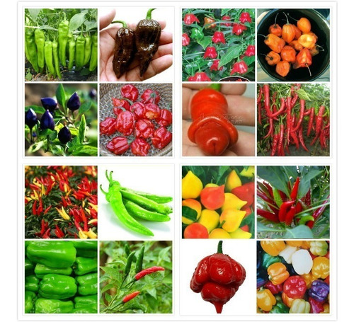 Kit 100 Sementes Variedades De Pimenta Raras