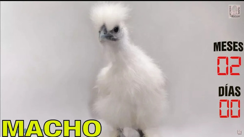 Pollos Y Gallo Silkies Sedosas Del Japon Gallina Hada Blanca