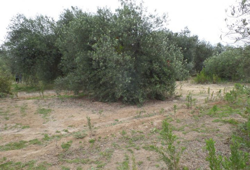 Lotes 55 Y 64, La Cachina