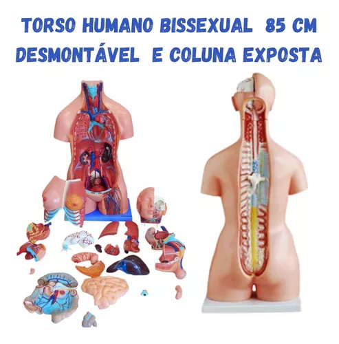 Terceira imagem para pesquisa de modelo anatomico corpo humano