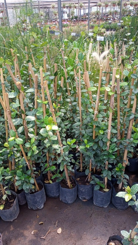 Imagen 6 de 10 de Combo 2 Plantas Ornamentales - Entrega Caba Y Gba