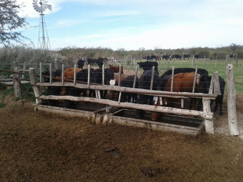 Imagen 2 de 19 de Campo 5000 Ha En El Dpto. Limay Mahuida- La Pampa