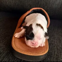 Comprar Cachorro Shitzu Shih Tzu Rosario Pergamino. Envíos 