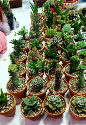 Imagen 2 de 5 de Regalos De Plantas Suculentas, Recuerdos En Macetitas