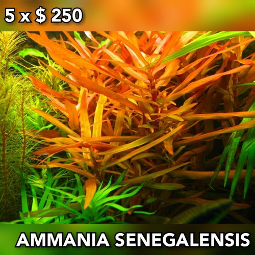 Ammania Senegalensis Planta Acuario Plantado.