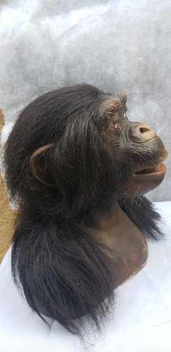 Cabeza De Chimpanse Animatronic De La Compañía Wowwe (Usado)
