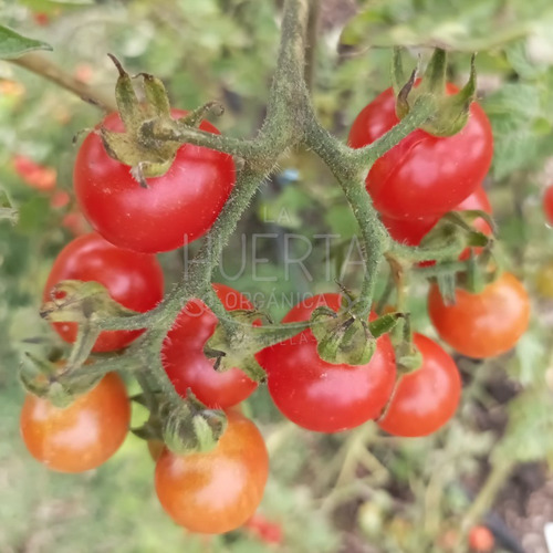 Semillas Tomate Cherry Artic! El Más Productivo De La Huerta