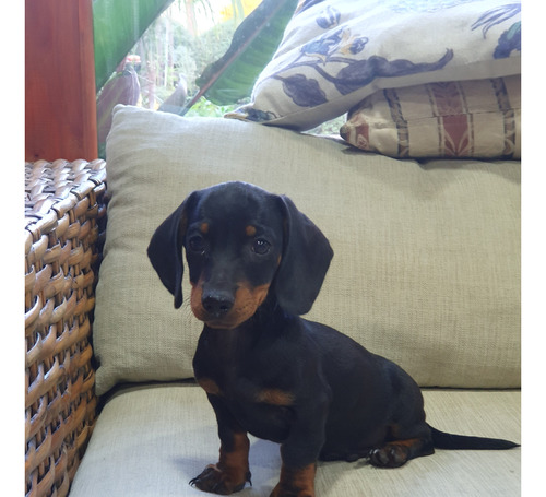  Hermoso Cachorro Dachshund Mini