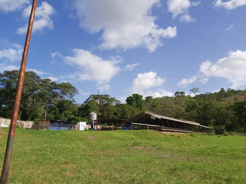 Imagen 5 de 11 de Precio Oportunidad Granja Aves Carlos Arvelo - Anggi Zerpa