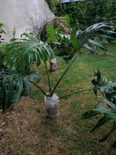 Imagen 8 de 10 de Monstera Deliciosa