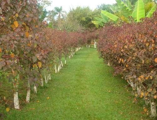 Linda Chácara A Venda Na Estancia Paraíso - Cesário Lange/sp - 72