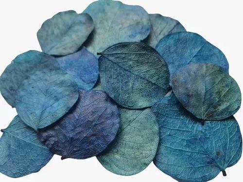 Folhas Moeda Secas Desidratadas Azul Piscina - 100 Folhas