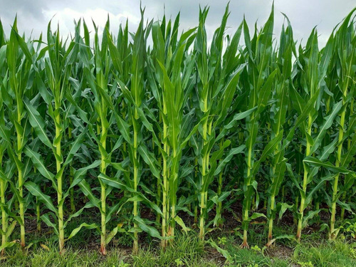 Imagen 24 de 30 de Campo En Córdoba (general Deheza)