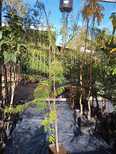 Imagen 7 de 10 de Árbol Ibirá Pita - Excelente - Envíos Caba Y Gba
