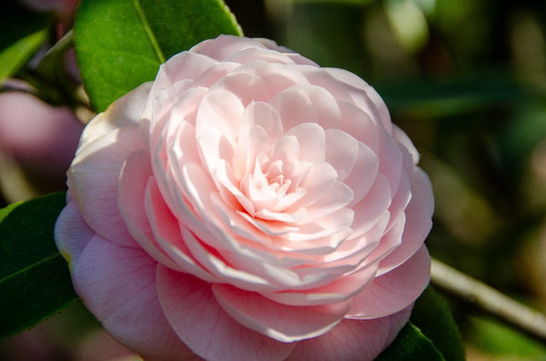 Camelias, Arbusto Floral | MercadoLibre