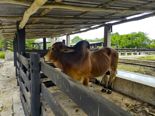 Venta De Rancho En Zona Ganadera De Yucatán, Con Cenotes, 453 Has
