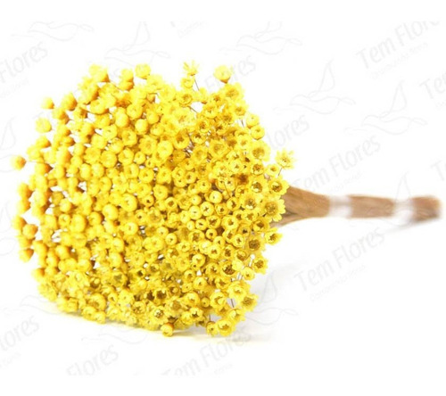 600 Sempre Viva Florzinha Amarelo I Flores Desidratadas | MercadoLivre