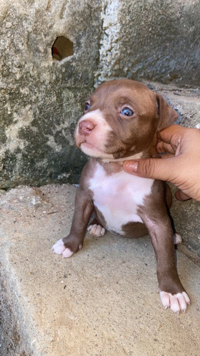 Vendo Fêmeas De Pitbull Puro C/ Pitmonst (mãe E Pai Na Foto)