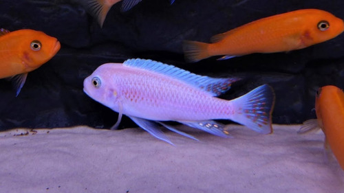 Imagen 8 de 10 de Combo De 8 Peces Africanos (agua Templada)