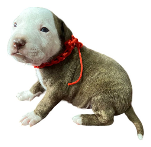 Cachorros De Raza Pitbull 9m3h3x3p7k1h5c2p4n