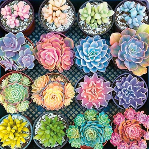 Sweet Succulents - 300 Large Piece Jigsaw Puzzle Multicolor