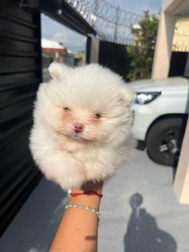 Pomeranian Blanco