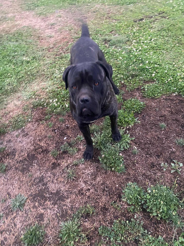 Cane Corso Macho Adulto Monta