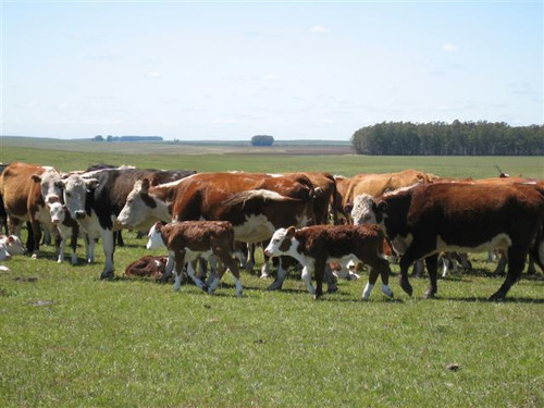 Excelente Campo Ganadero En Paysandu - Tm6119915