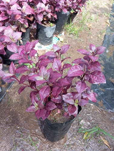 Plantas Croto Vinotinto