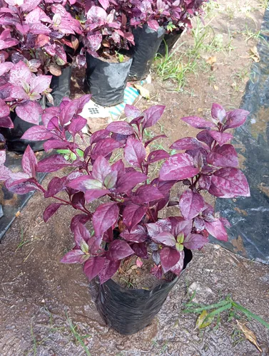 Plantas Croto Vinotinto