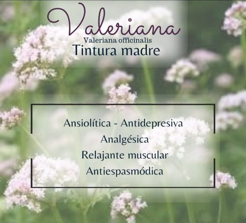 Tintura Madre De Valeriana 30 Ml Homeopatía. Magia Natural