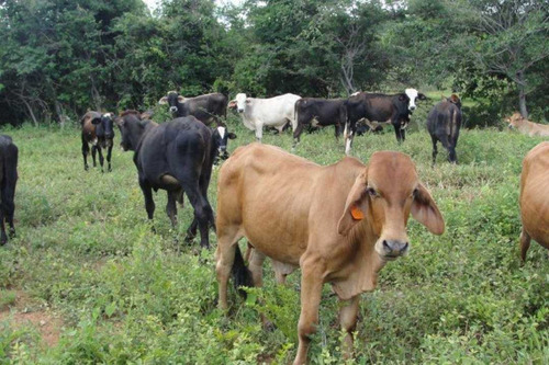 Imagen 17 de 25 de Finca De 400 Has En Sabana Grande De Orituco