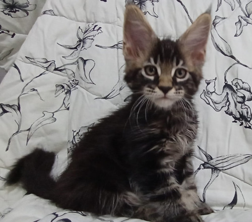 Filhote De Gato Gigante Maine Coon Macho Lindo (Usado)
