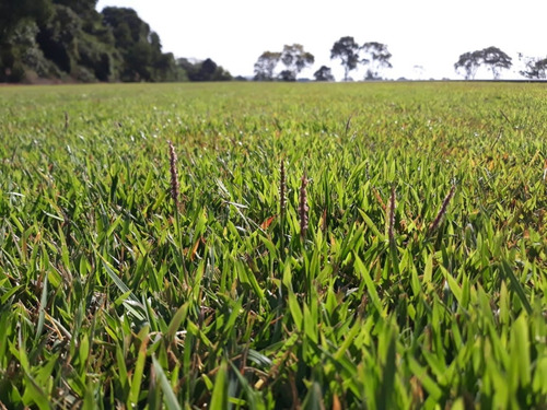 Sementes Grama Esmeralda Select Plus Para 20.000 M2