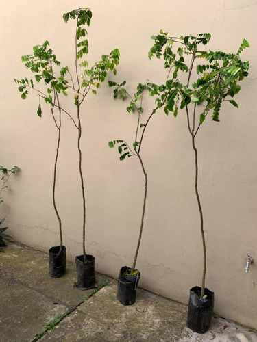 Planta De Carambola - Adultas Grandes, Ya Producen!!!