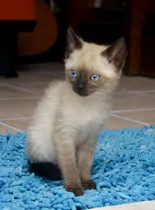 Comprar Gatitos Siames