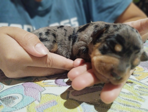 Cachorritos