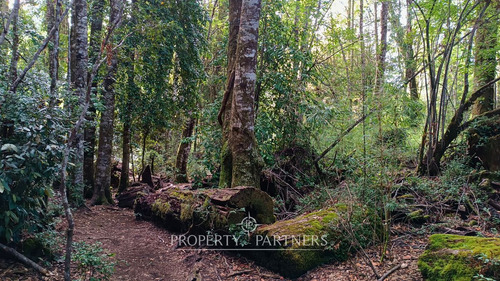 Lindo Terreno En Reserva Biológica Huilo Huilo