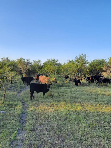 Imagen 5 de 30 de Campo Ganadero En Federal Entre Ríos