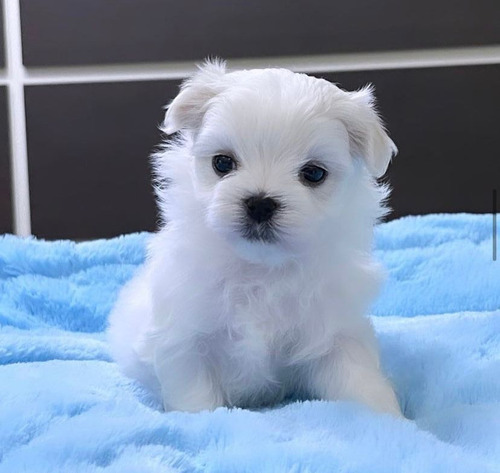 Vendo Hermosos Cachorros Maltes Bichón 