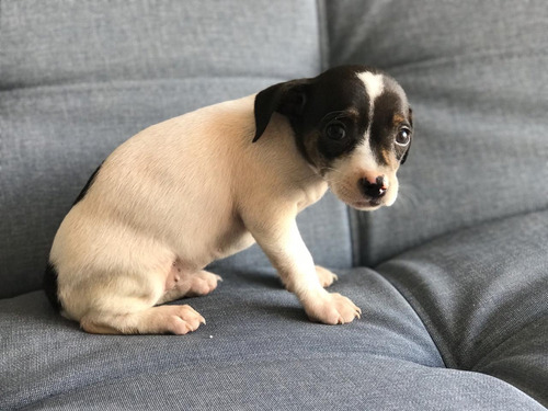 Fox Terrier Hembra