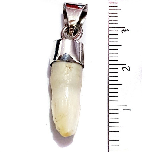 Dije Colmillo Diente De Cocodrilo Natural En Plata 925 3